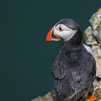 Buy canvas prints of The lonely puffin by Clive Ingram