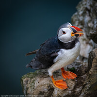 Buy canvas prints of Portrait of a puffin by Clive Ingram