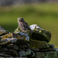 Buy canvas prints of Little owl on a dry stone wall by Clive Ingram