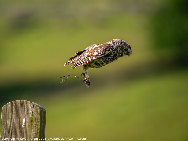 Little owl in flight Picture Board by Clive Ingram