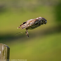 Buy canvas prints of Little owl in flight by Clive Ingram