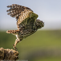 Buy canvas prints of A little owl takes flight by Clive Ingram