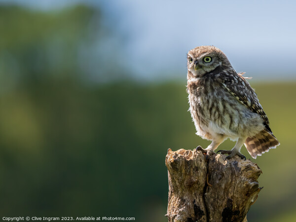 Little Owl enjoying the summer sun Picture Board by Clive Ingram