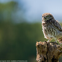 Buy canvas prints of Little Owl enjoying the summer sun by Clive Ingram