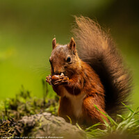 Buy canvas prints of "Enchanting Encounter: A Captivating Squirrel Amid by Clive Ingram