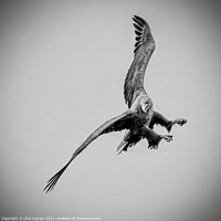 Buy canvas prints of Sea Eagle in flight by Clive Ingram