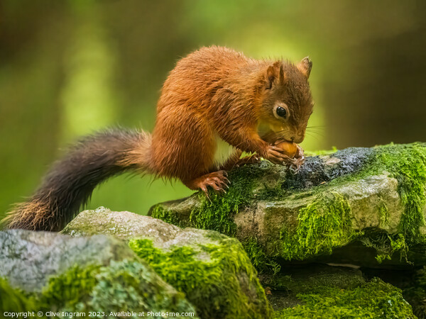 A red squirrel feasting Picture Board by Clive Ingram