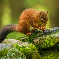 Buy canvas prints of A red squirrel feasting by Clive Ingram