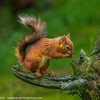 Buy canvas prints of A squirrel on a branch by Clive Ingram