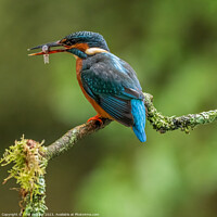 Buy canvas prints of Kingfisher with its catch by Clive Ingram
