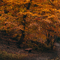 Buy canvas prints of A place to contemplate in autumn by Clive Ingram