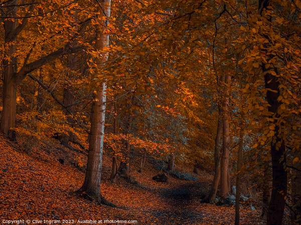 An autumn walk in the forest Picture Board by Clive Ingram