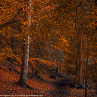 Buy canvas prints of An autumn walk in the forest by Clive Ingram