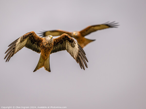 Red Kites watching Picture Board by Clive Ingram
