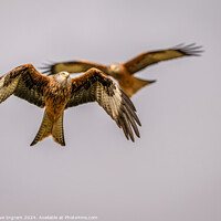 Buy canvas prints of Red Kites watching by Clive Ingram