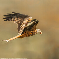 Buy canvas prints of Red Kite departing by Clive Ingram