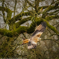 Buy canvas prints of Red kite in the woods by Clive Ingram