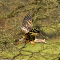 Buy canvas prints of Red Kite take-off by Clive Ingram