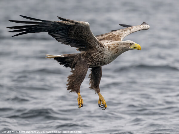 White tailed sea eagle skims the waves Picture Board by Clive Ingram