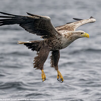 Buy canvas prints of White tailed sea eagle skims the waves by Clive Ingram