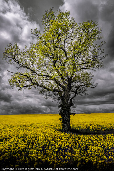 Alone in a field of gold Picture Board by Clive Ingram