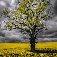 Buy canvas prints of Alone in a field of gold by Clive Ingram