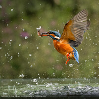 Female Kingfisher Pond Emergence