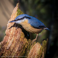 Aqualate Mere, Stafford Nature
