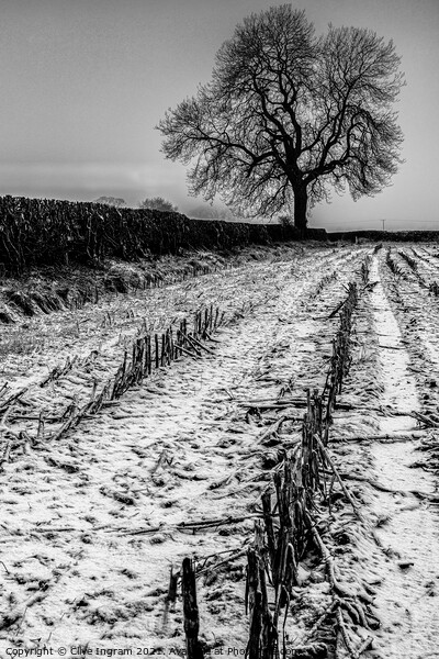 Alone in winter Picture Board by Clive Ingram