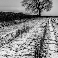 Buy canvas prints of Alone in winter by Clive Ingram