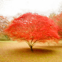 Buy canvas prints of Flaming Acer by Peter Boazman