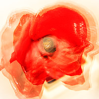 Buy canvas prints of Abstract Poppy by Peter Boazman
