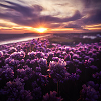 Buy canvas prints of Thrift into the sun by Ben Russell