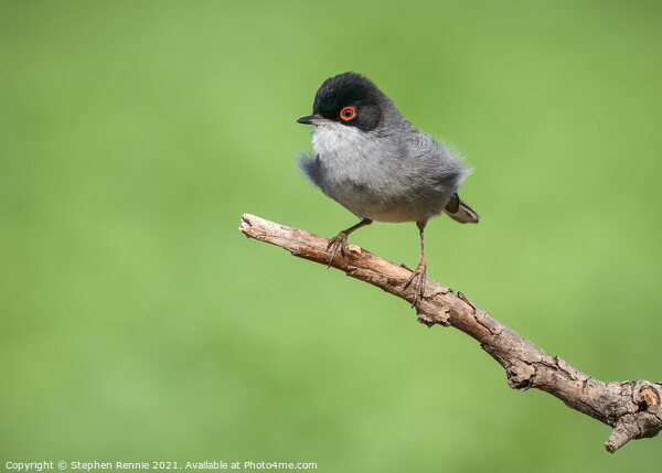 Sardinian Warbler bird perched on a tree branch Picture Board by Stephen Rennie