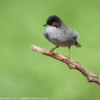 Buy canvas prints of Sardinian Warbler bird perched on a tree branch by Stephen Rennie