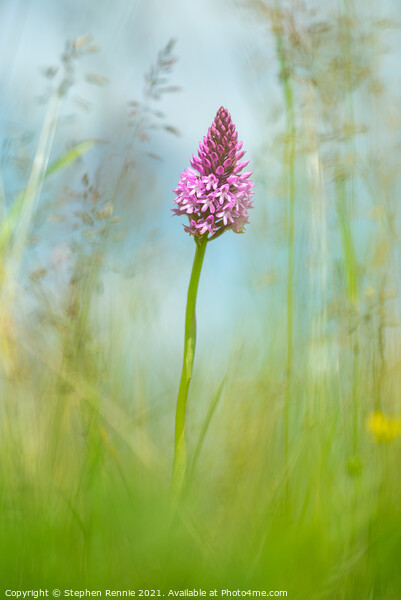 Flower Pyramidal orchid (Anacamptis pyramidalis) Picture Board by Stephen Rennie