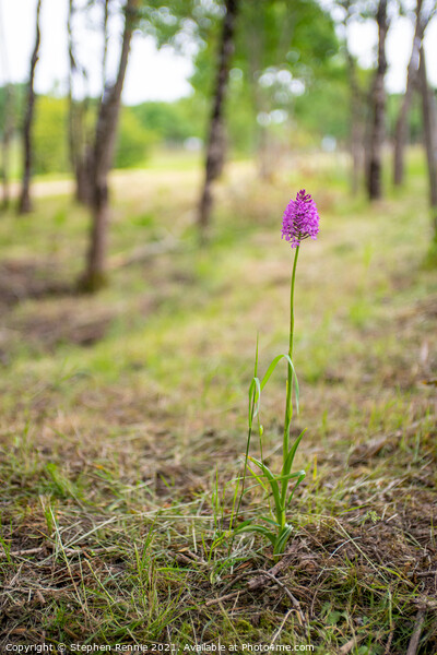 Pyramidal orchid (Anacamptis pyramidalis) in woodland Picture Board by Stephen Rennie