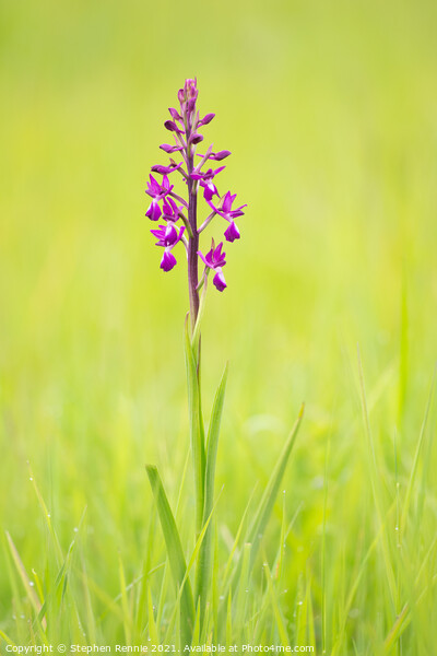 Flower Anacamptis laxiflora Picture Board by Stephen Rennie