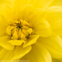 Buy canvas prints of A close up of a yellow Dahlia flower by Stephen Rennie