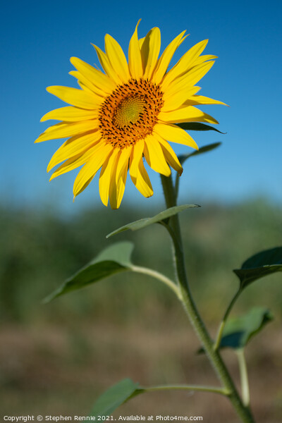 Flower sunflower Picture Board by Stephen Rennie