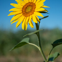 Buy canvas prints of Flower sunflower by Stephen Rennie