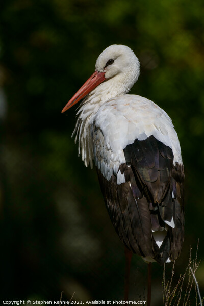 White stork (Ciconia ciconia) Picture Board by Stephen Rennie