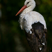 Buy canvas prints of White stork (Ciconia ciconia) by Stephen Rennie