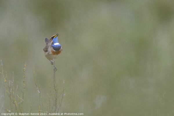 White-spotted Bluethroat Picture Board by Stephen Rennie