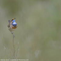 Buy canvas prints of White-spotted Bluethroat by Stephen Rennie
