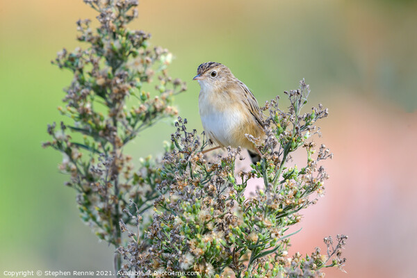 Cute warbler perched top of bush Picture Board by Stephen Rennie