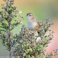 Buy canvas prints of Cute warbler perched top of bush by Stephen Rennie