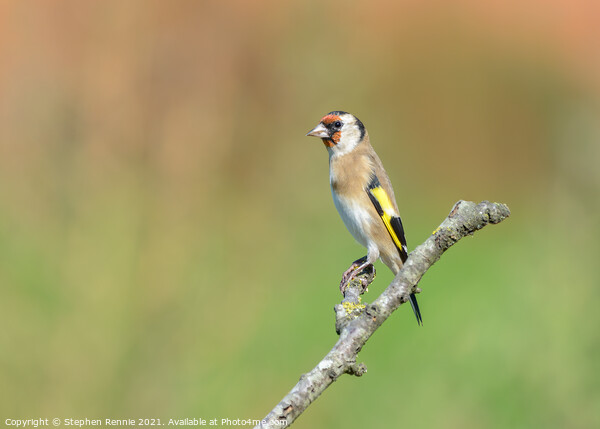 European goldfinch bird Picture Board by Stephen Rennie