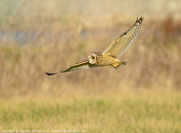 Owl flying over fields in evening sunshine Picture Board by Stephen Rennie