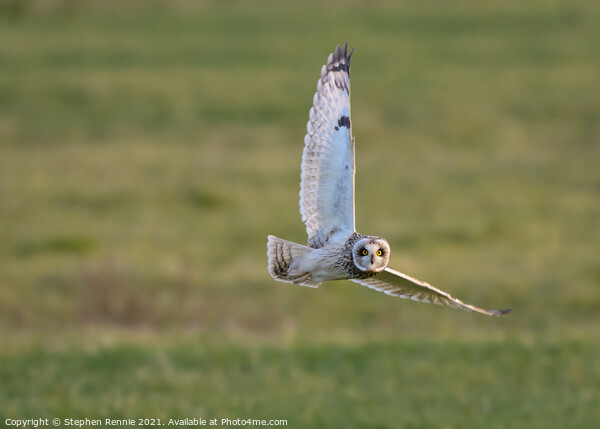 Owl banking in flight  Picture Board by Stephen Rennie